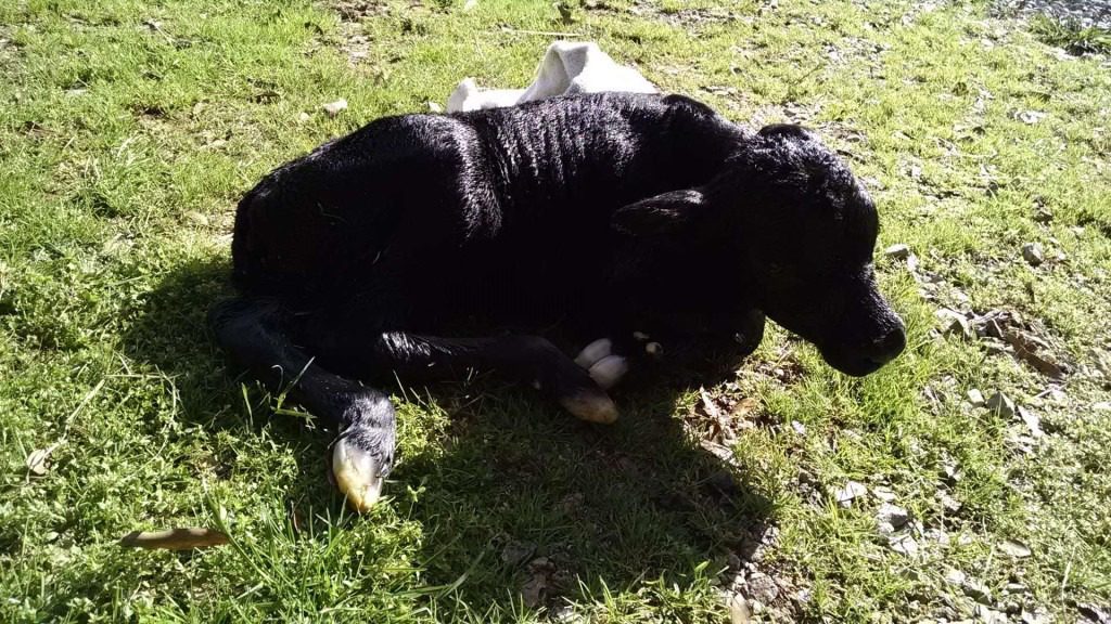 011215 Heifer Calf