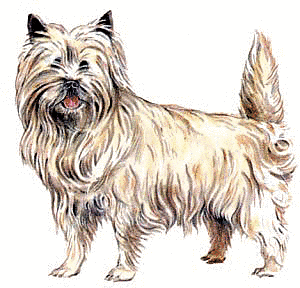 Cairn Terrier - Mobile Vet Service - MobileVetService.net