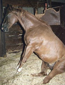 EHV virus horse