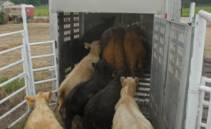 cattle herd health