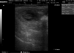 ultrasound of dog preg