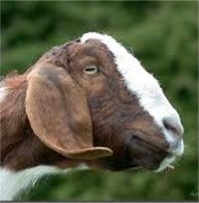 Goat Preventive Health Care