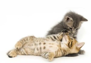 Cat and kitten Preventive Care