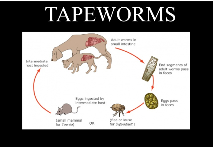 Tapeworms in dog and cats Mobile Veterinary Service